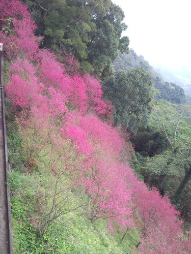 20120206 獅潭協雲宮-粉櫻花