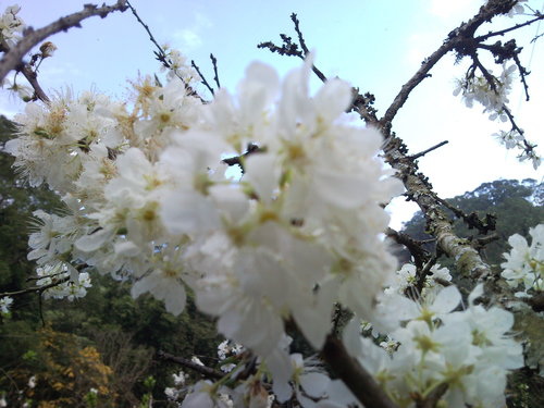 20120206 獅潭協雲宮-白櫻花