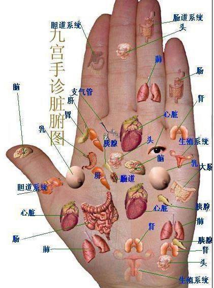 手診臟腑圖.jpg