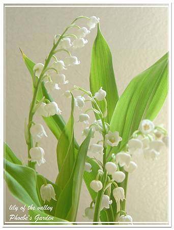 lily of the valley 3.jpg lily of the valley 3.jpg