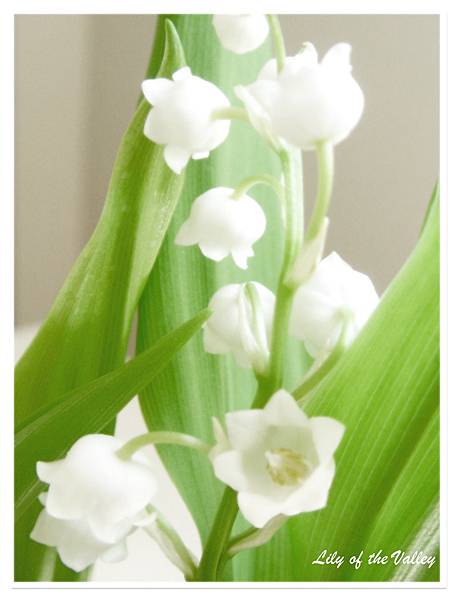 lily of the valley 7.jpg