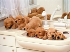 dog-04.jpg dog-04.jpg