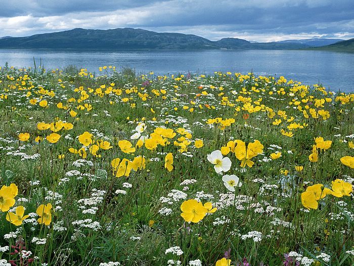 Field of Arctic Poppies Near Nain Labrador Canada.jpg Field of Arctic Poppies Near Nain Labrador Canada.jpg
