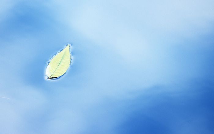 Fresh_green_leaves_JK179_350A.jpg Fresh_green_leaves_JK179_350A.jpg