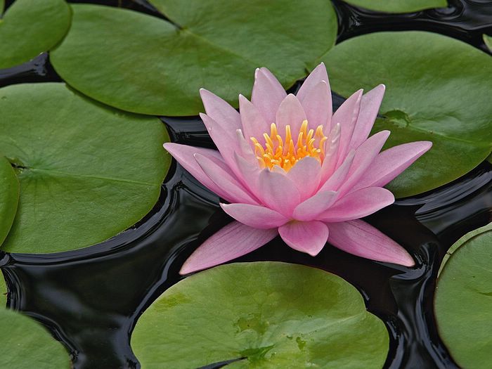 Hybrid Water Lily Louisville Kentucky.jpg Hybrid Water Lily Louisville Kentucky.jpg