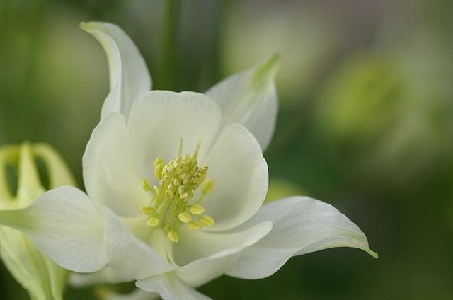 Flower_Market_Flower_show_newflower8640.jpg Flower_Market_Flower_show_newflower8640.jpg