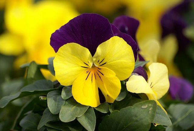 Flower_Market_Flower_show_newflower9640.jpg Flower_Market_Flower_show_newflower9640.jpg
