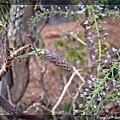 4/15 年輕的紫藤花苞，像隻毛毛蟲似的