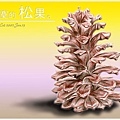 寂寞的松果