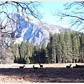 Half Dome 與鹿群