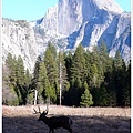 Half Dome 與雄糾糾的公鹿