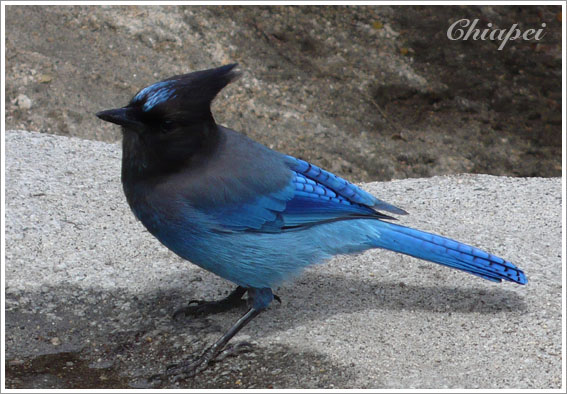 Steller's Jay