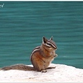 花栗鼠（chipmunk）