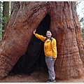 更大的 sequoia