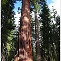 我與 sequoia