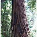 第二天去 Big Basin State Park