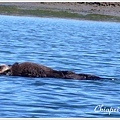 Baby otter!