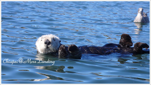 Sea Otter