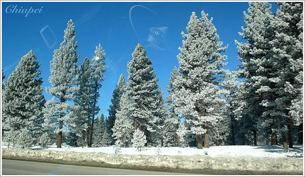 很像小時候玩的一種玩具樹