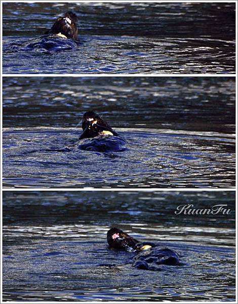 海獺吃牡蠣三連拍