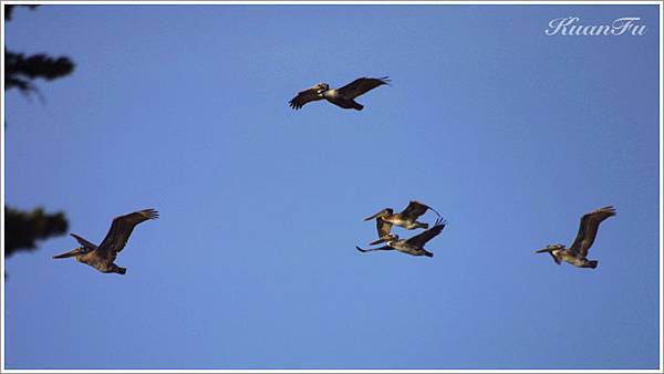 很像戰鬥機演練