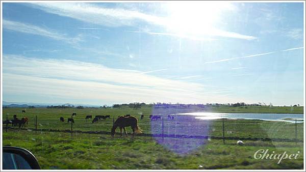 公路旁邊就養著牛啊羊啊馬的
