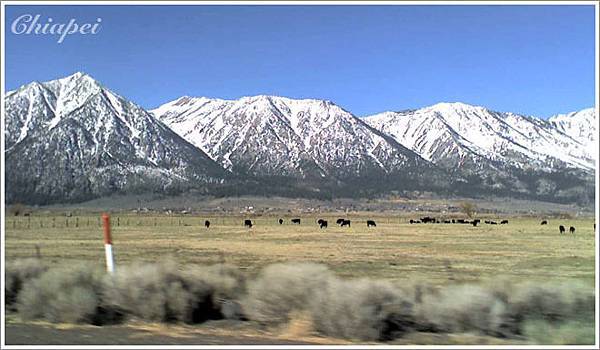 三三兩兩的牛隻星羅棋布在草原上