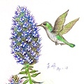Echium Fastuosum 格放