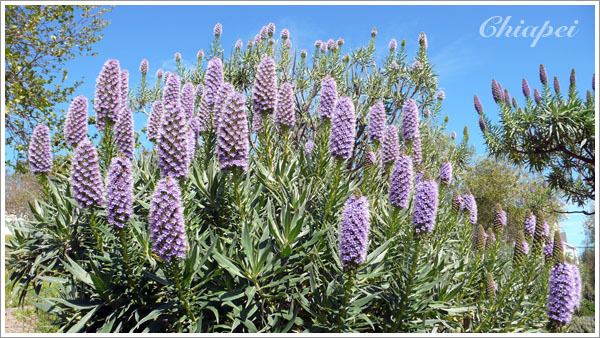 Echium Fastuosum 本尊