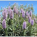Echium Fastuosum 本尊