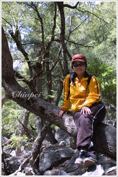 遇到一株舒適的歇腳樹