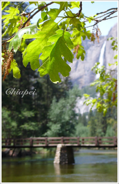 橡樹葉與 Yosemite Fall