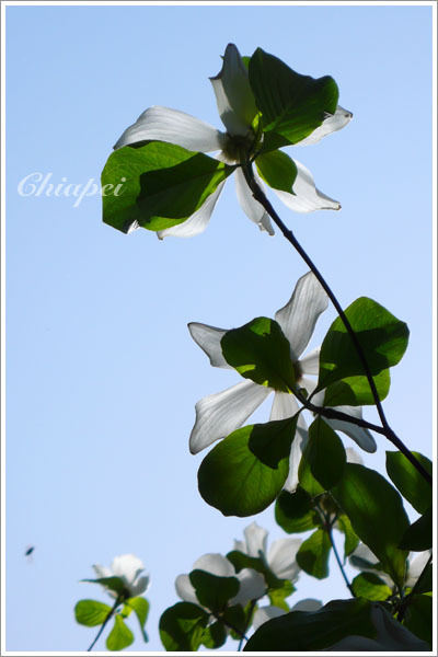 透著陽光的狗木頭