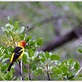 芳名 Western Tanager(不知中文名為何?)