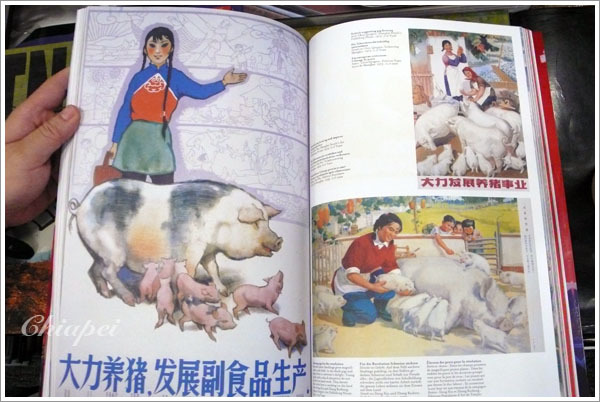 『大力養豬』！ XDDD