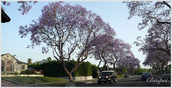 開滿紫花的樹 Jacaranda