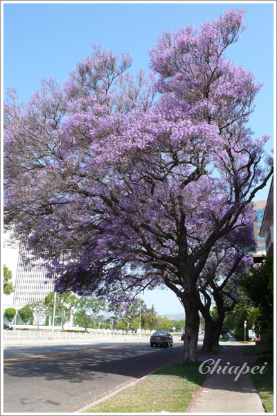 第二天早晨，找了一條開滿紫花的街，用力照起來