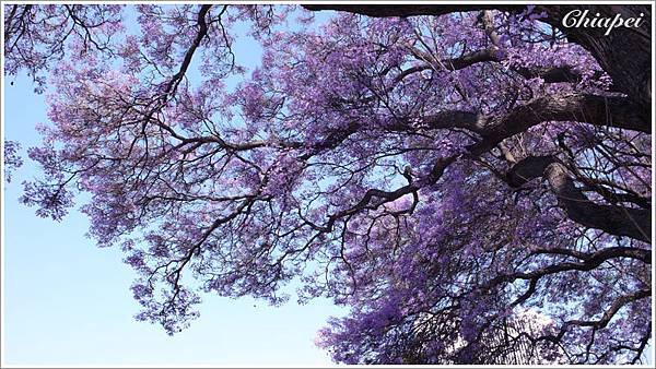 真的很漂亮的紫色