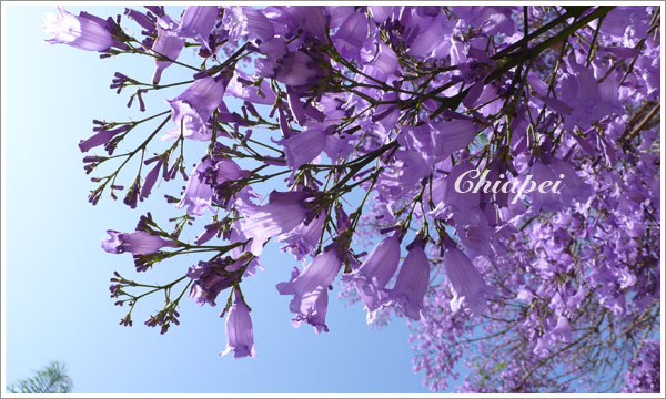 原來小花是鈴鐺狀