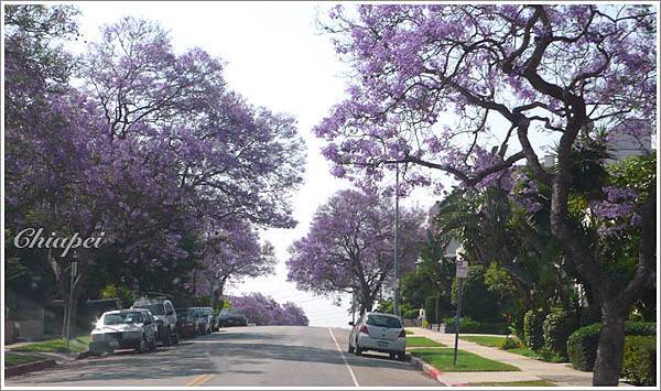 整個 LA 像是下了紫色的雪一樣