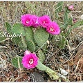 開花的仙人掌