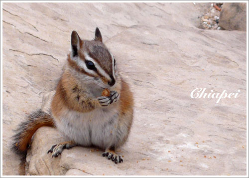 應該是花栗鼠吧（chipmunk）