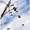 到底是誰這麼無聊把鞋子掛在樹上??