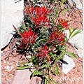 Indian Paintbrush!!