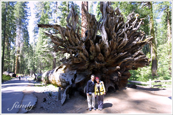Mariposa Grove