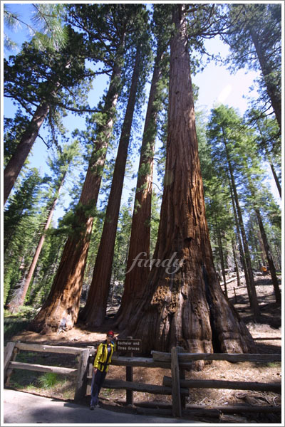 One Bachelor and Three Graces