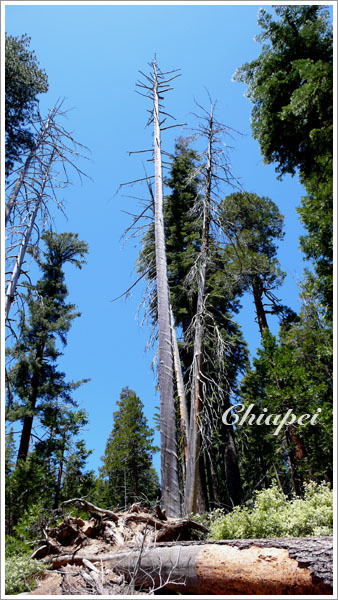 燒得焦黑的枯立木