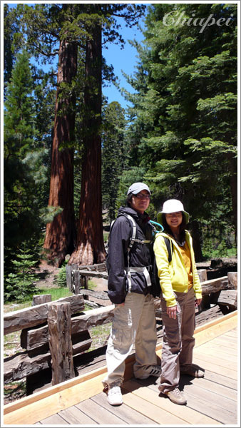 兩棵雙腿微開的黏巴達樹 :p