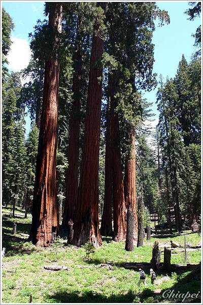 走入巨樹國的小矮人【點小圖看大圖】