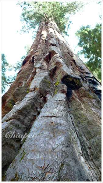 年輕力盛的 sequoia